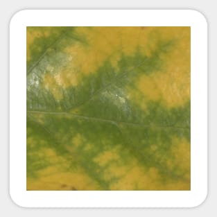 Autumn Yellow-Green Oak Leaf Print Sticker